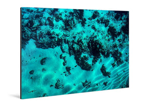 Acrylic photo print featuring underwater coral reef scene with vivid blue tones