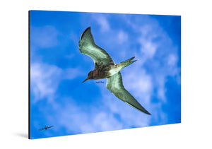 Acrylic photo print of a bird soaring in a blue sky with white clouds