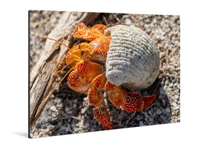 Glossy acrylic photo print of a hermit crab in a shell on sandy ground