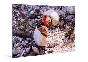 Acrylic photo print featuring two hermit crabs in shells on a rocky, sandy beach.