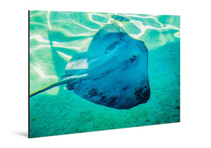 Glossy aluminum wall art print featuring a stingray swimming underwater in clear blue sea.