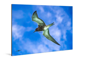 Aluminum Dibond wall art with a bird in flight against a vibrant blue sky