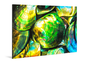 Glossy aluminum photo print featuring vibrant, iridescent seashells in close-up view