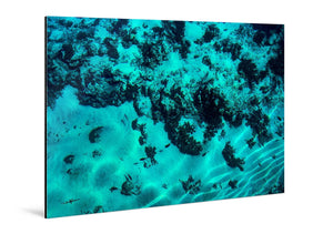 Glossy aluminum photo print with vibrant underwater coral reef and marine life