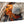 Glossy aluminum Dibond wall art featuring close-up photo of an orange hermit crab on beach sand.