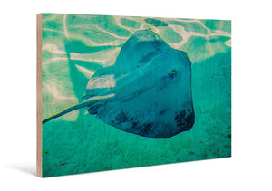 Underwater art print featuring a stingray swimming in clear turquoise water on wood panel