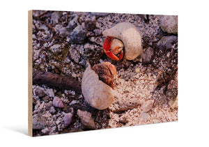 Direct print on wood of two hermit crabs on rocky, sandy ground with shells