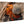 Direct print of vivid orange hermit crab on wood, coastal wildlife wall art