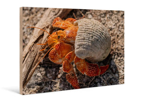 Direct print of vivid orange hermit crab on wood, coastal wildlife wall art