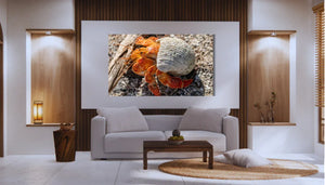 Modern living room with wall art featuring a close-up of a hermit crab on sand