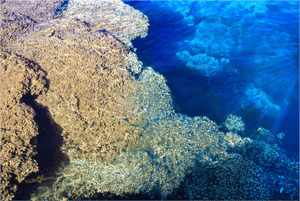 Main image Corail - Toile