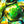 Close-up of iridescent marine seashells with vibrant green, blue, and gold colors
