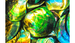 Close-up of iridescent marine seashells with vibrant green, blue, and gold colors