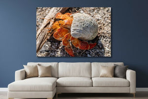 Coquille d’Ambre - Tableau décoratif en Alu Dibond