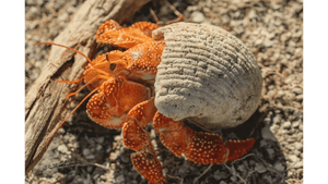Orange hermit crab with speckled legs in a beige shell on sandy ground