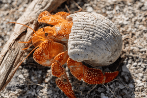 Close-up of an orange hermit crab in a textured seashell on sandy beach