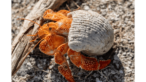 Orange hermit crab in a textured white shell on a sandy beach with driftwood.