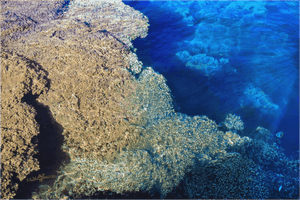 Close-up of vibrant coral reef meeting clear blue ocean water, underwater photography