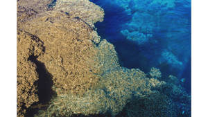 Aerial view of vibrant coral reef meeting clear blue ocean water, marine nature scene