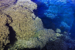 Bright coral reef underwater in clear blue ocean with sun rays and small fish visible