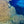 Close-up of vibrant coral reef underwater with clear blue ocean water