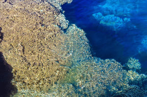 Close-up of vibrant coral reef underwater with clear blue ocean water