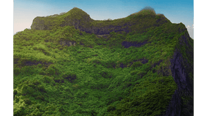 Lush green forest covering steep mountain cliffs under a clear blue sky