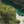 Aerial view of lush green forest beside a calm turquoise river in nature landscape.