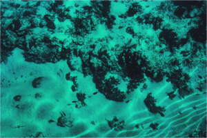 Underwater view of sandy seabed with coral formations and small fish, sunlight filtering through blue water