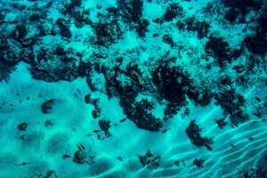 Underwater photo of sandy seabed with small fish and coral formations in clear blue water