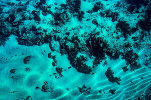 Underwater scene with coral reef, blue water, sand, and small swimming fish