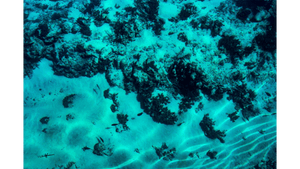 Underwater photo of sunlit sand, coral, and small fish in blue ocean
