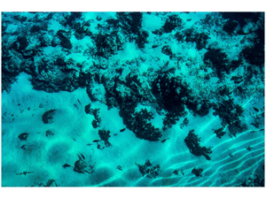 Underwater sand, coral, and small fish in clear turquoise ocean light