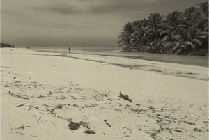 Vintage sepia photo of a deserted tropical beach with scattered driftwood and palm trees