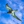 Close-up of a bird in mid-flight with wings spread against a vibrant blue sky