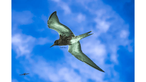 Close-up of a bird in mid-flight with wings spread against a vibrant blue sky