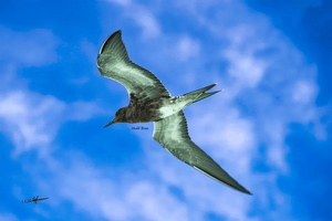 Black bird in flight against a bright blue sky with soft clouds, fine art photography