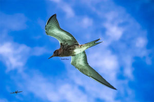 Black tern bird in flight against blue sky with clouds, wildlife photography