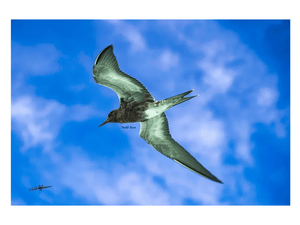 Seabird in mid-flight against a vibrant blue sky with scattered clouds
