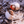 Two hermit crabs in white shells on rocky, sunlit ground