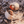 Two hermit crabs in shells on rocky ground, close-up wildlife nature scene