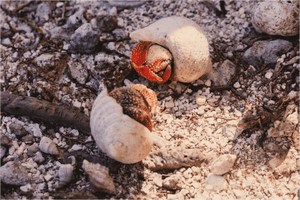 Two hermit crabs in shells on rocky ground, close-up wildlife nature scene