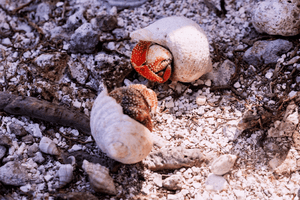 Two hermit crabs with spiral shells on a rocky, sunlit beach surface