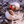 Two hermit crabs in white shells on rocky, sunlit ground