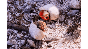 Two hermit crabs in white shells on rocky, sunlit ground