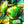 Colorful close-up of overlapping iridescent seashells with vibrant green, blue, and yellow hues
