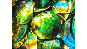 Colorful close-up of overlapping iridescent seashells with vibrant green, blue, and yellow hues