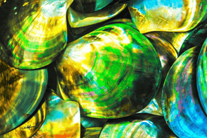 Close-up of iridescent marine seashells with vibrant green, yellow, and blue hues.