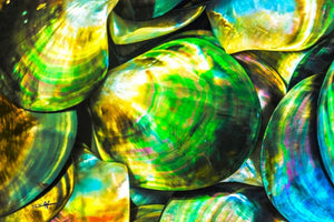 Close-up abstract fine art photo of iridescent marine seashells with vibrant colors