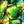 Close-up of iridescent abalone shells in vivid green, yellow, and blue hues